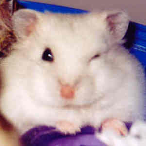 Hamsters__winking_hammie_02